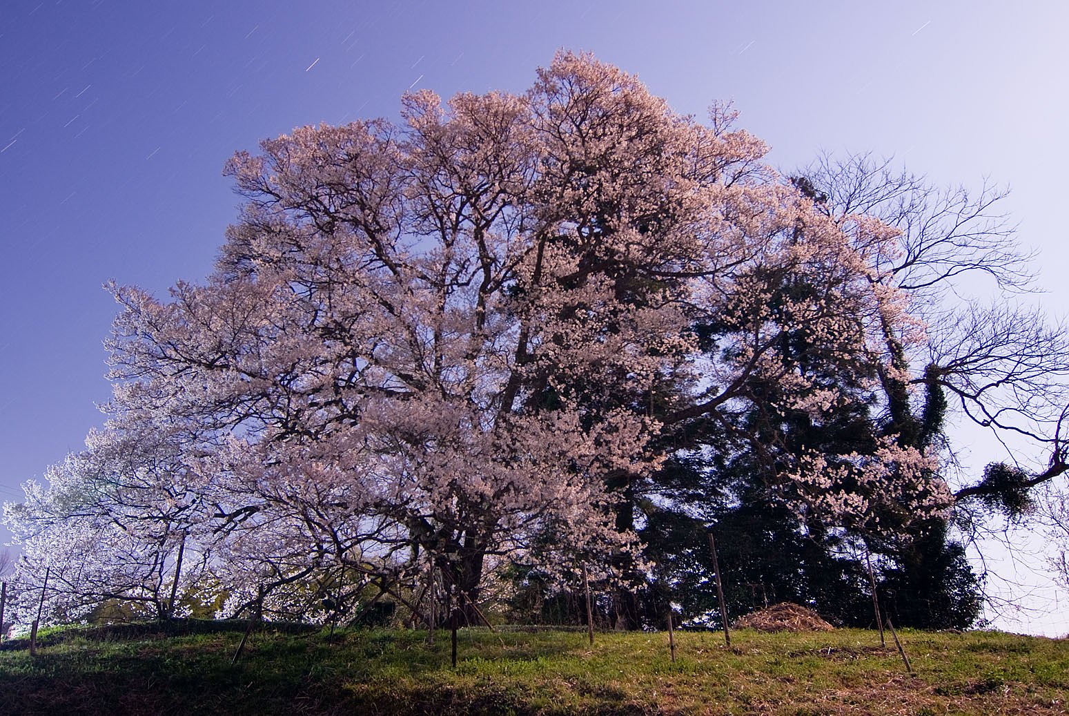 月光下の桜２