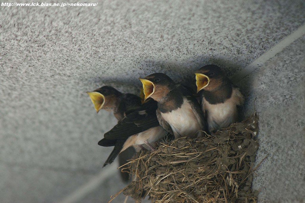 夏鳥・・・燕、雛