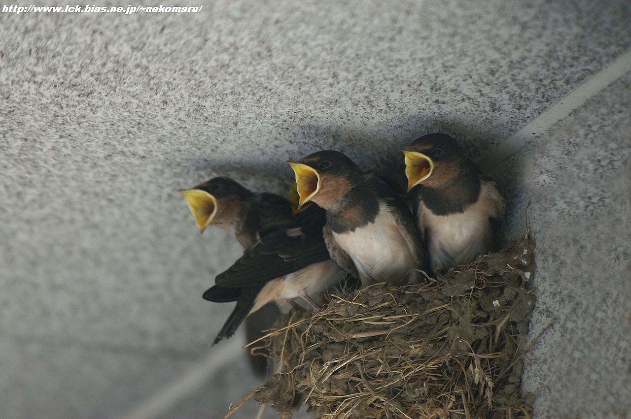 夏鳥・・・燕、雛