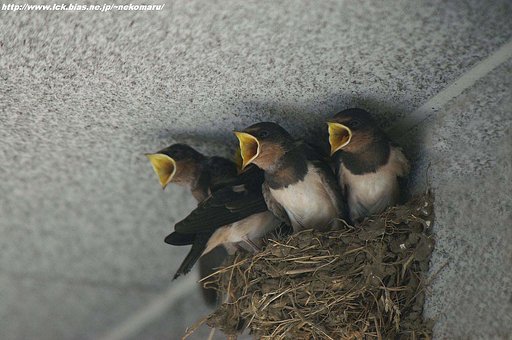 夏鳥・・・燕、雛