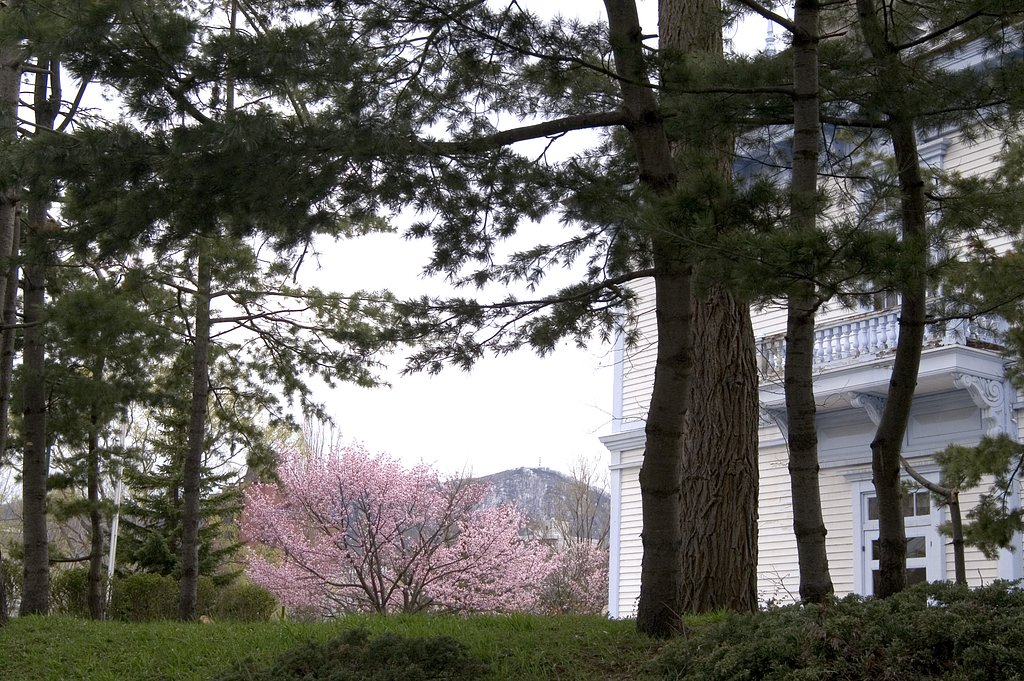 中島公園の桜
