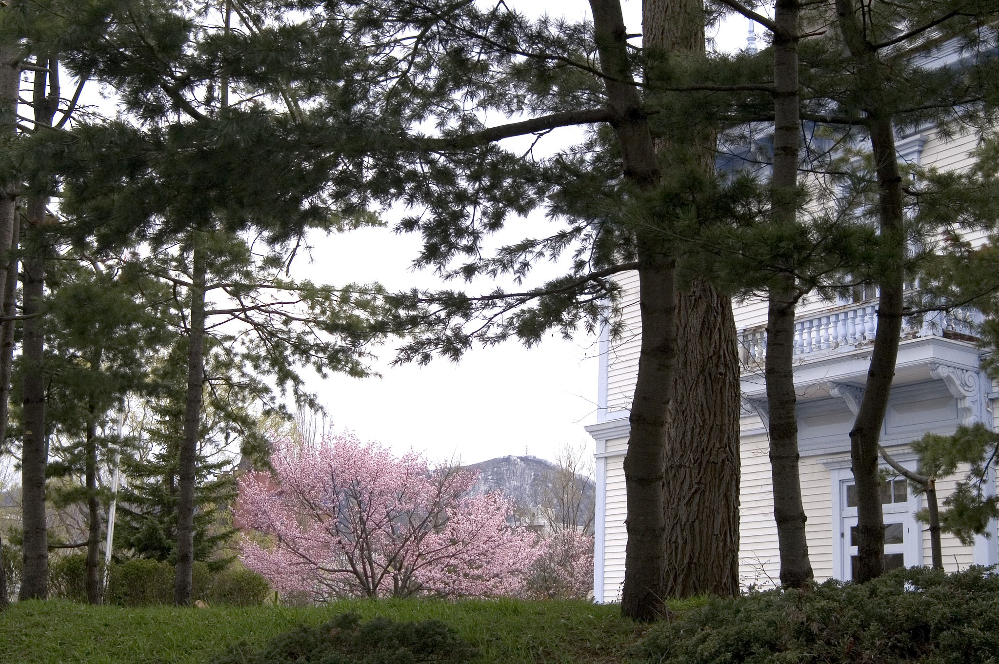 中島公園の桜