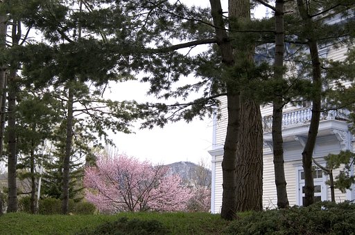 中島公園の桜