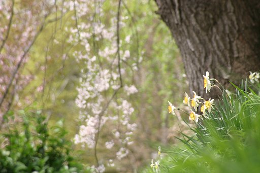 今度は桜