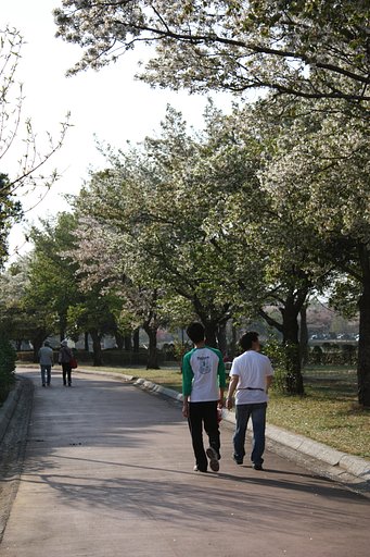 桜と家族