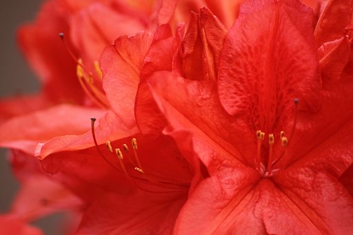 レンゲツツジの花びら