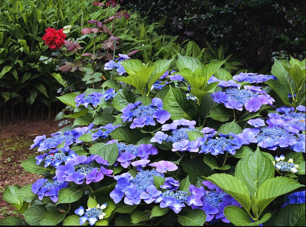 紫陽花と赤い薔薇