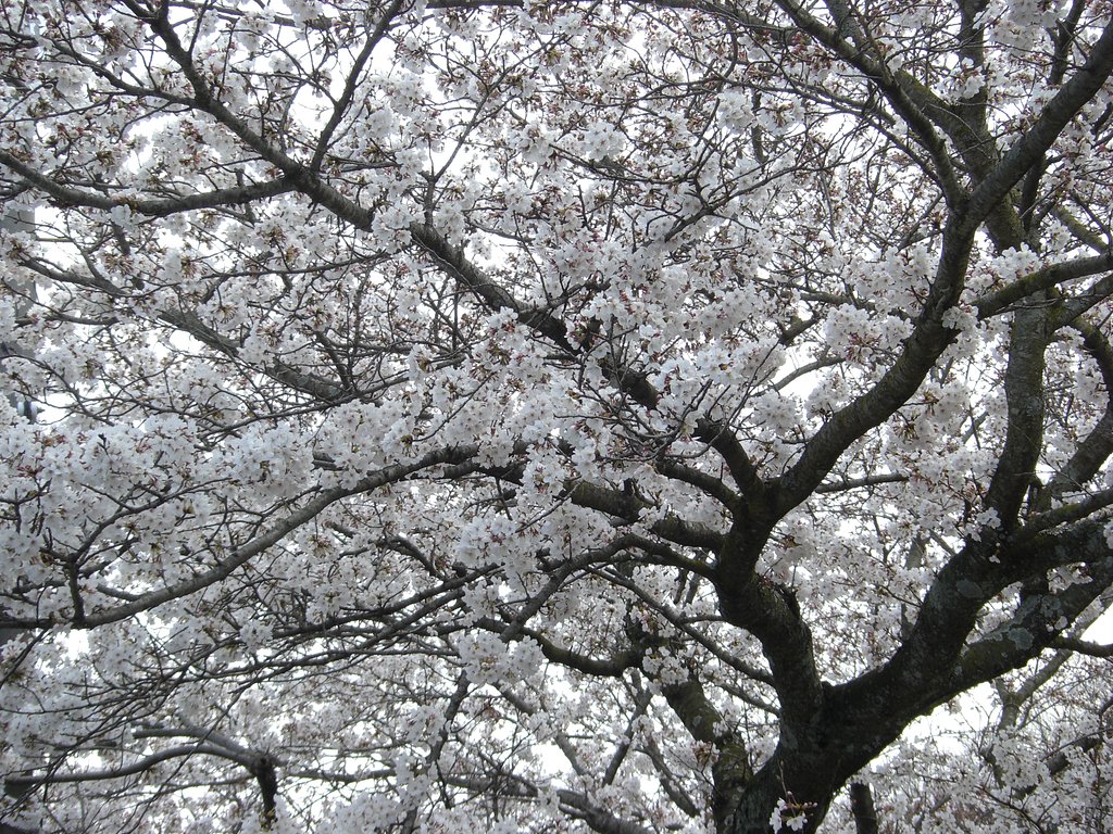 サクラ-その３