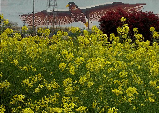菜の花のある風景