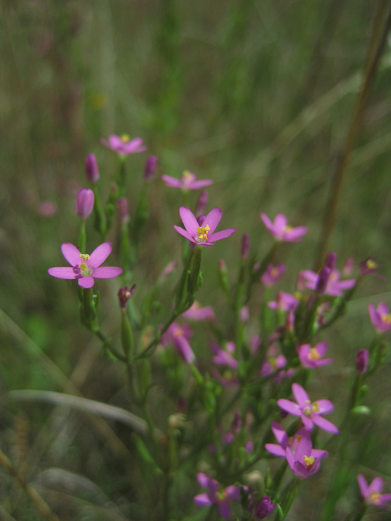 野の花「ハマハナセンブリ」