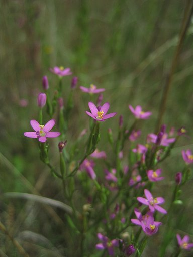 野の花「ハマハナセンブリ」