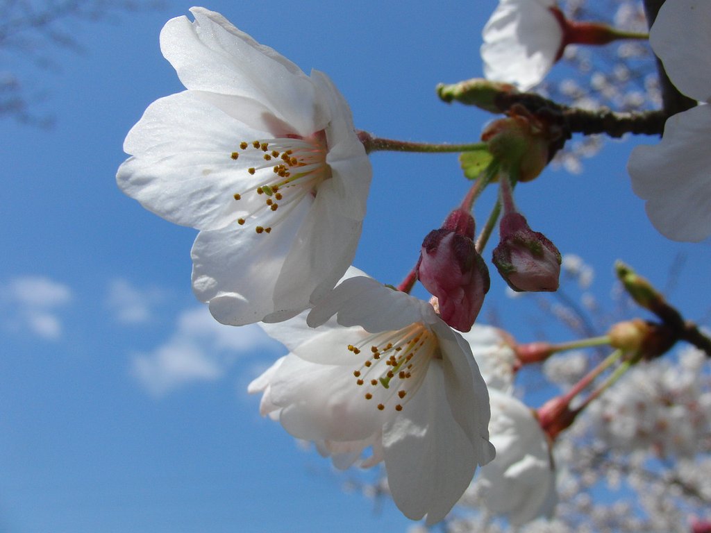 桜