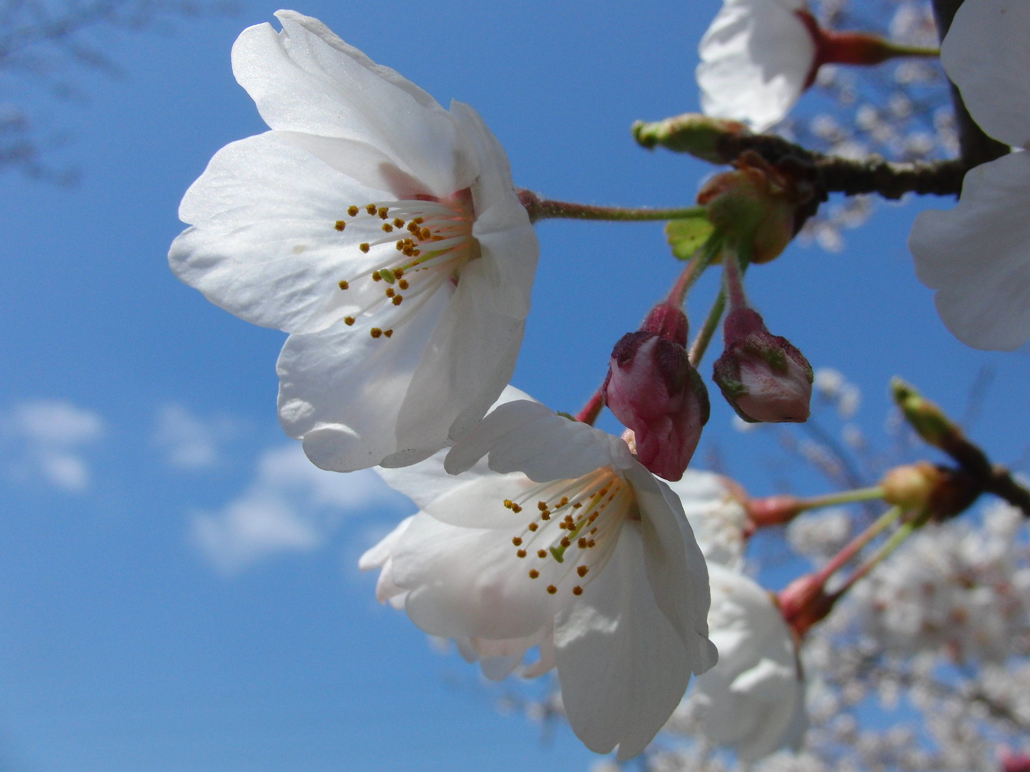 桜