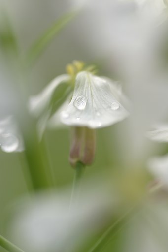 雨に耐える