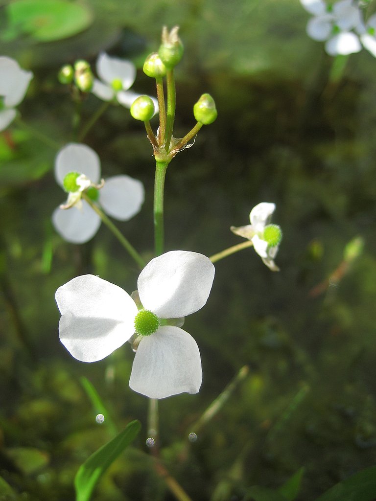 水面の小花‥