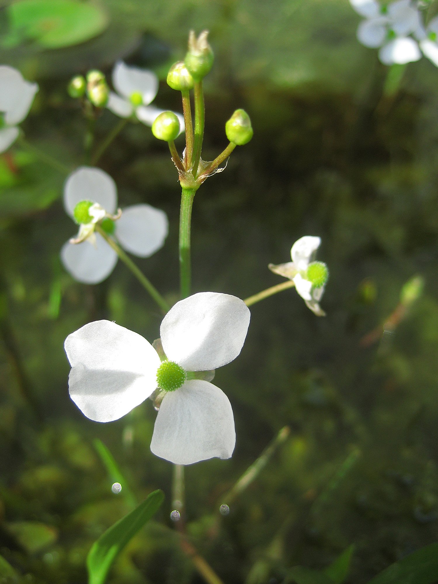 水面の小花‥