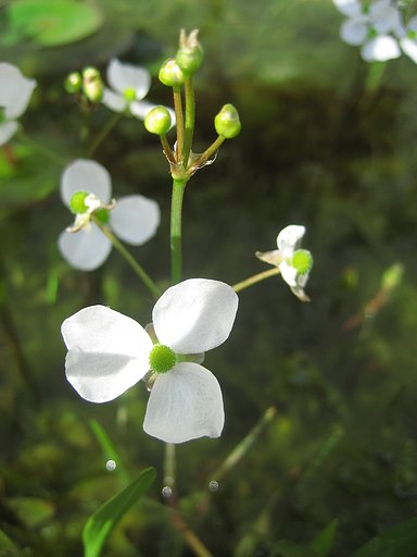 水面の小花‥