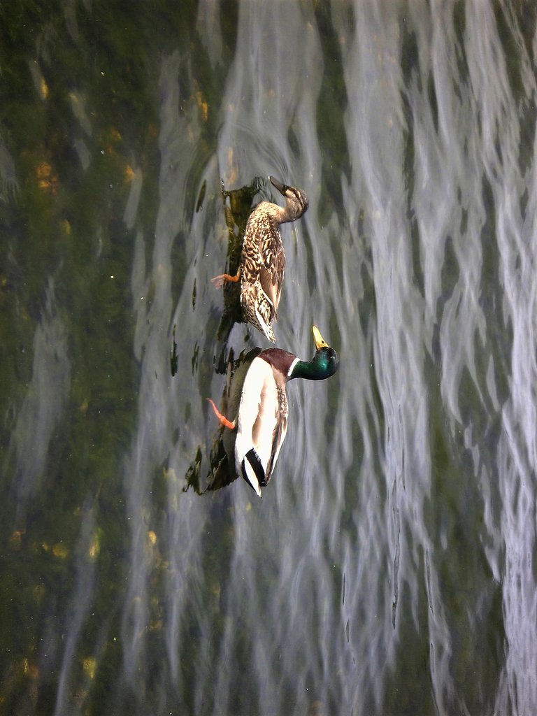 鳩でない写真が出てきました。