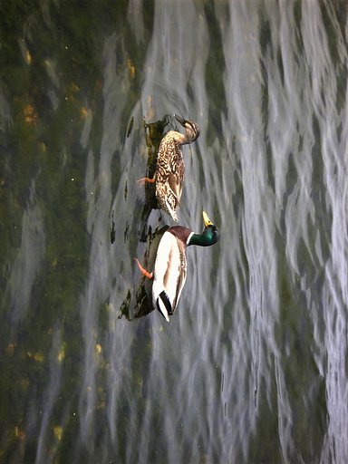 鳩でない写真が出てきました。