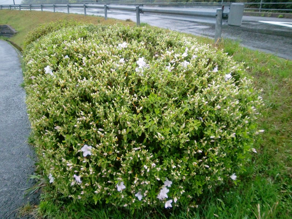 ヒラトツツジが開花しました。