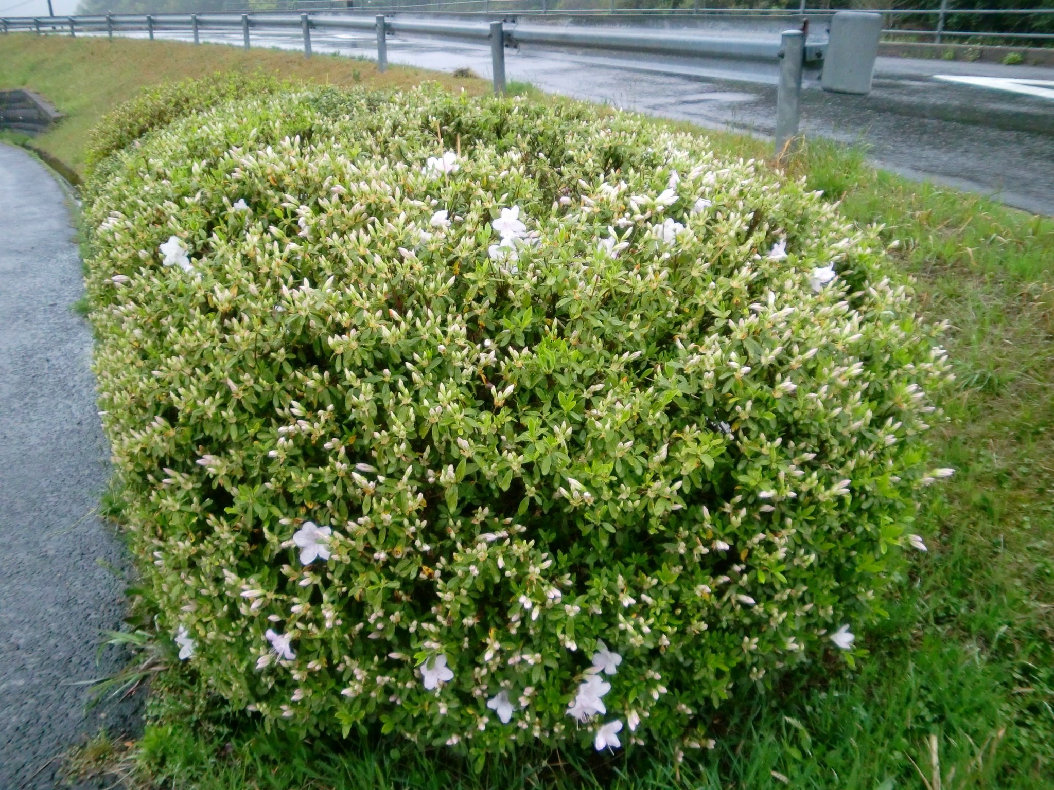 ヒラトツツジが開花しました。