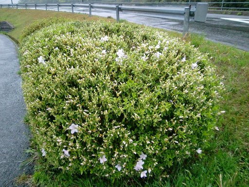 ヒラトツツジが開花しました。