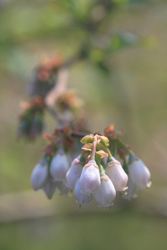 ブルーベリーが咲きました
