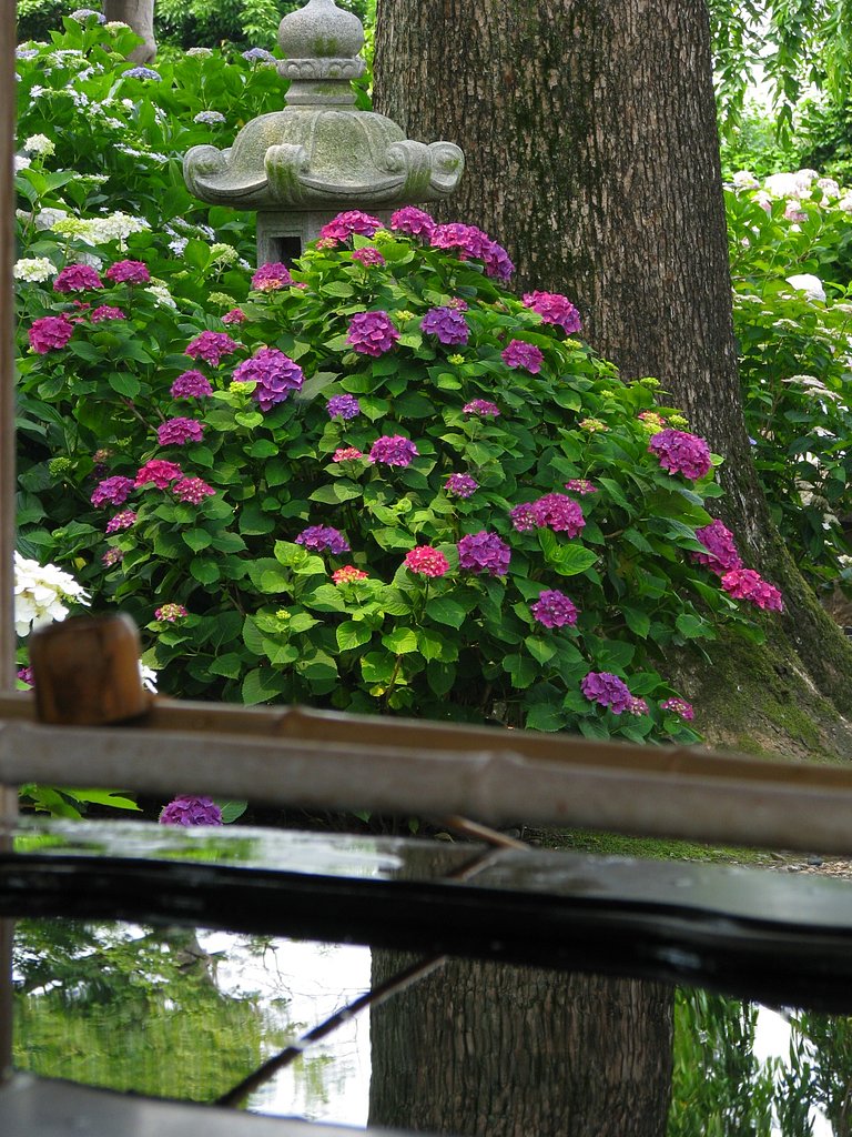 【写川柳】梅雨の晴れ間に