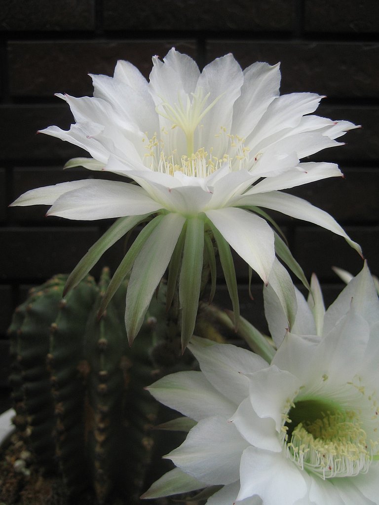 白いサボテンの花