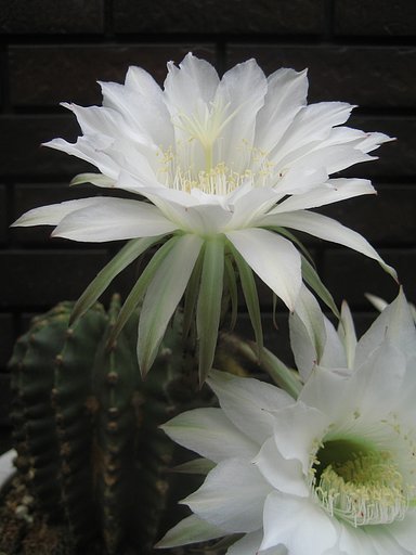 白いサボテンの花