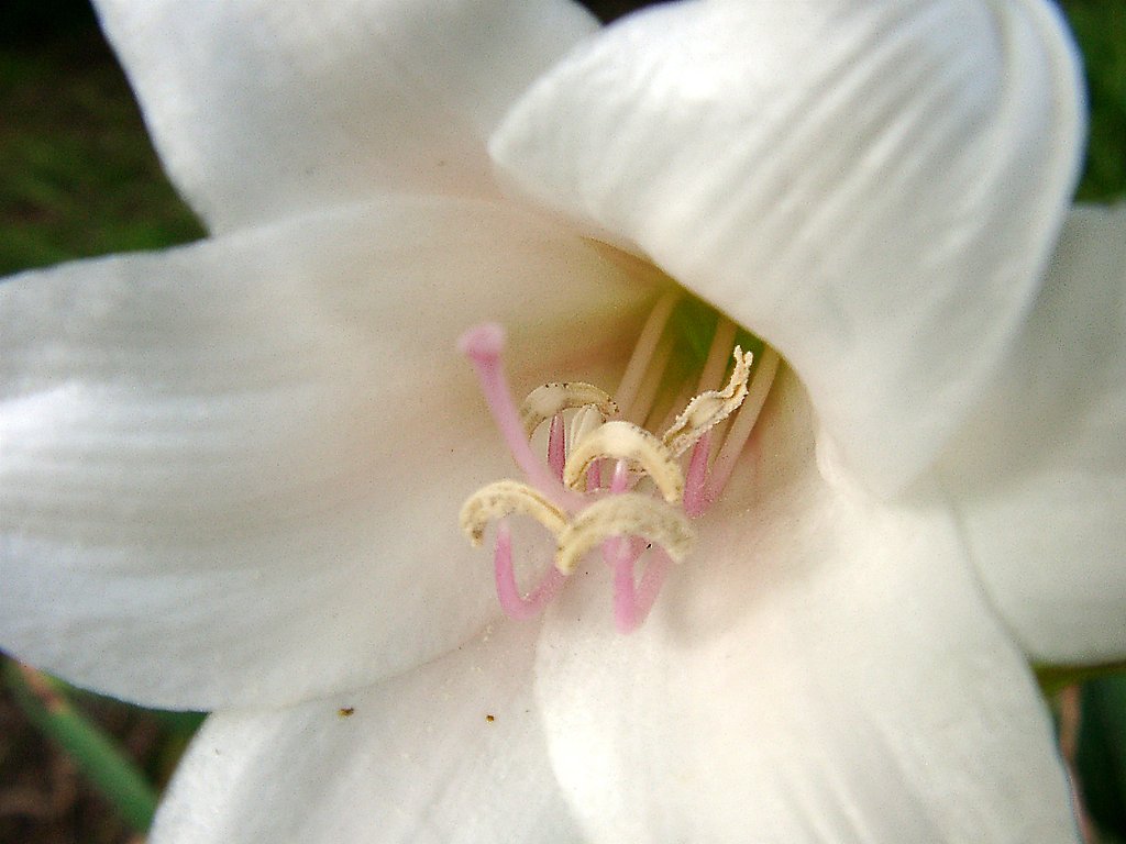 ▼ユリに似た花
