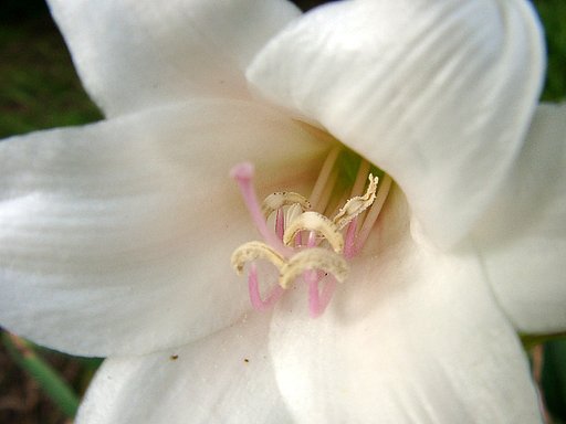▼ユリに似た花