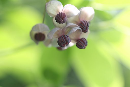アケビ（木通）の雄花