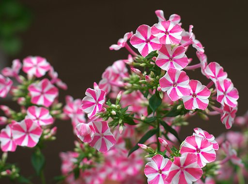 東京の元気が出る花