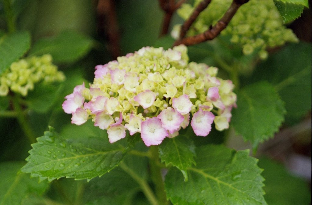 紫陽花はやはり雨が似合う