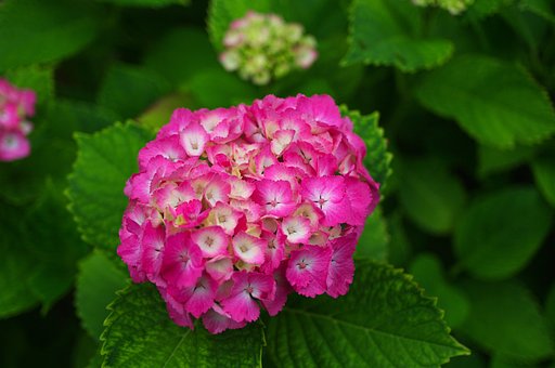 ピンクの綺麗な紫陽花