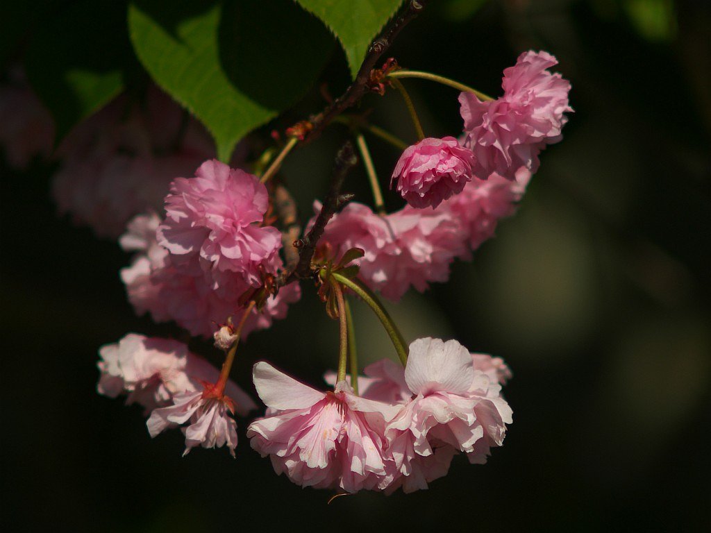 八重桜