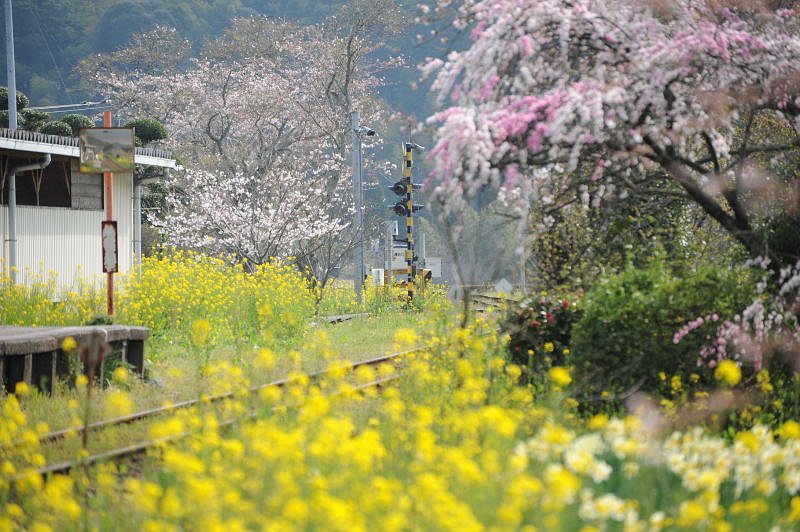 春の駅