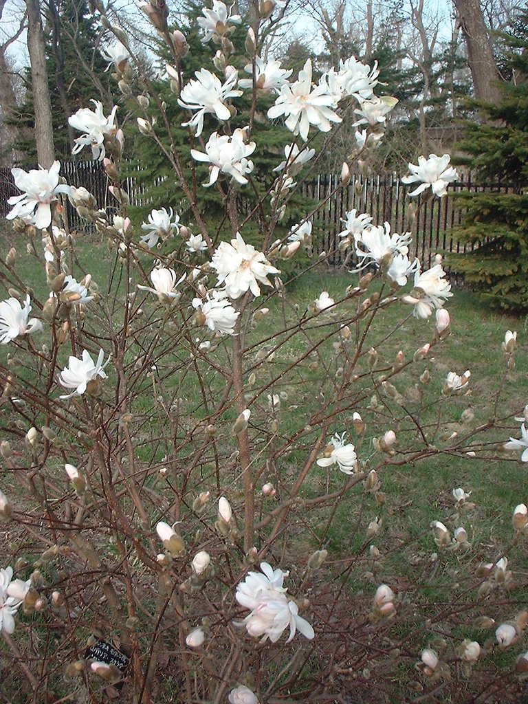 木蓮