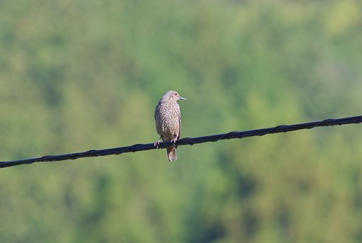 粘土細工の鳥？