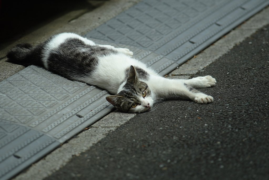 眠いニャンー