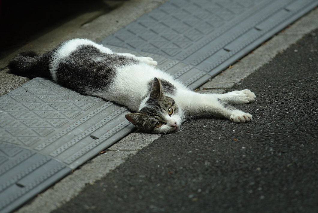 眠いニャンー