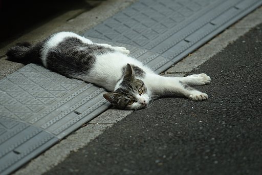 眠いニャンー