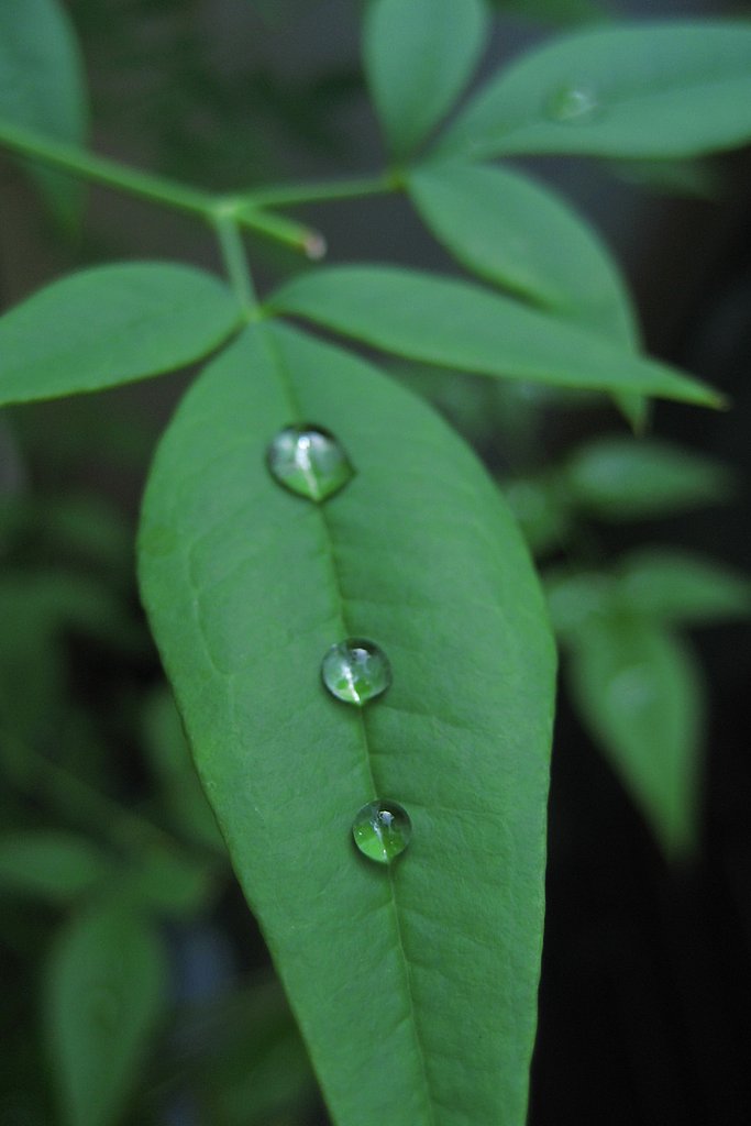 小雨の後に