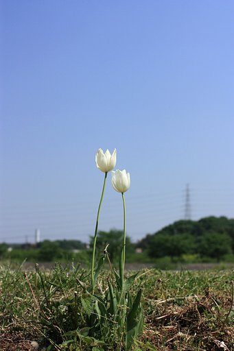 ふたり