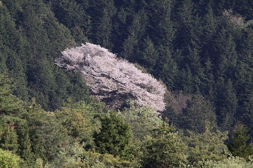 近づけない桜
