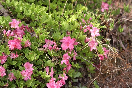 里山の花、ツツジⅠ