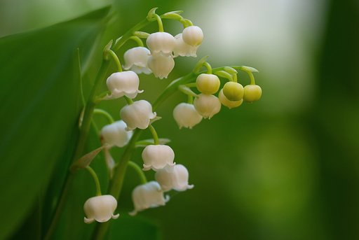 日陰のスズラン