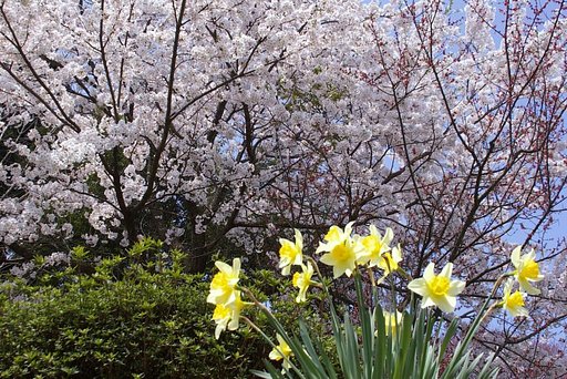 桜
