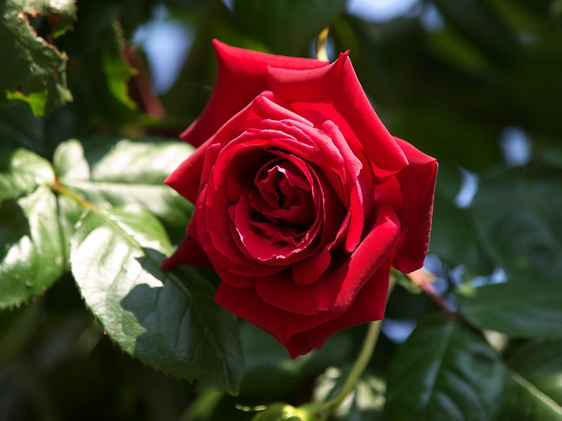 真紅の薔薇